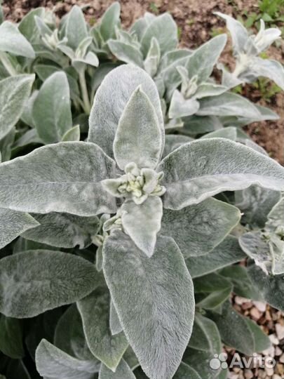 Чистец шерстистый (Овечьи ушки)