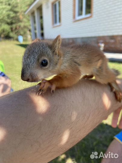 Ручные и вольерные бельчата,отправка в Москву