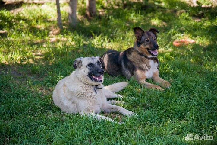 Собака в добрые руки