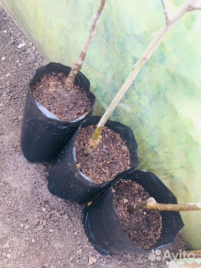 Саженцы Яблоня разные сорта