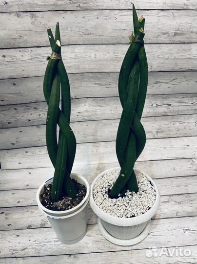 Сансевиерия,маранта, орхидея лудизия