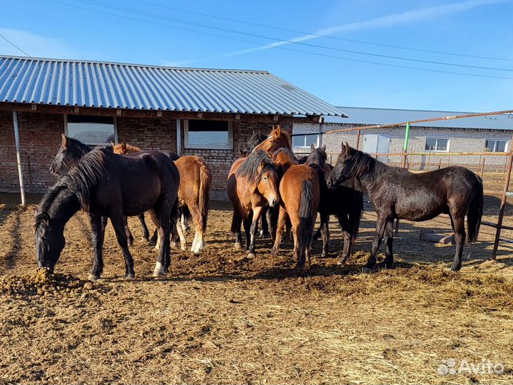 Продажа лошадей