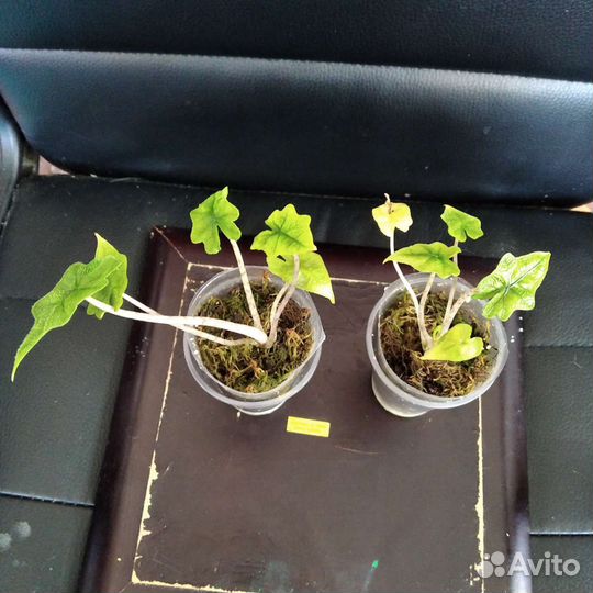 Алоказия Жаклин