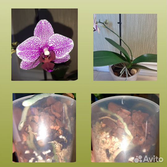 Орхидея фаленопсис