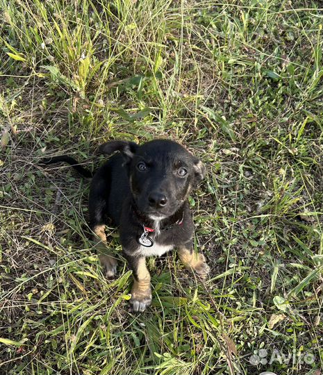 Мальчик ищет дом, семью