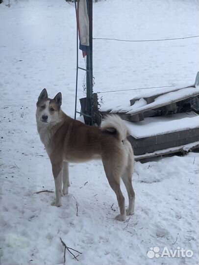 Лайка вязка