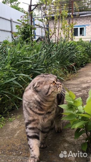 Кошка в дар