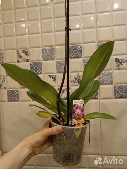 Орхидея фаленопсис белая