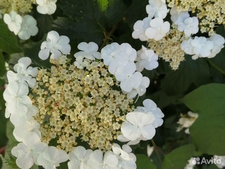 Калина