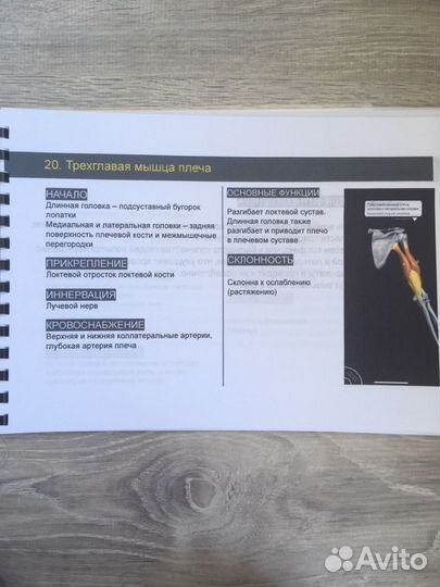 Анатомия для фитнес тренеров