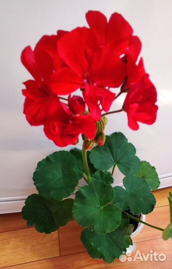 Пеларгония Pac Abelina (немец селекция)