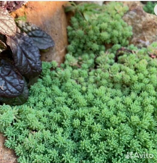 Почвопокровники