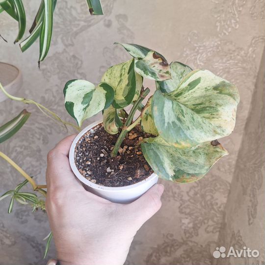 Комнатные цветы