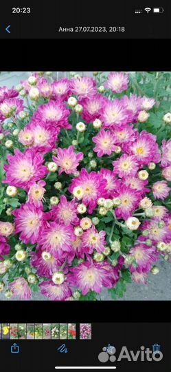 Хризантемы