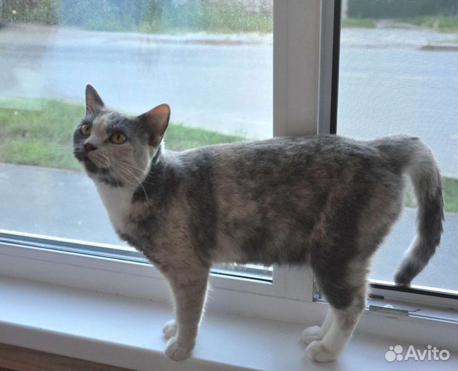 Шотландская кошка