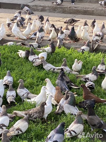 Голуби домашние
