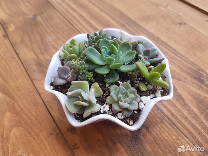 Садик из суккулентов