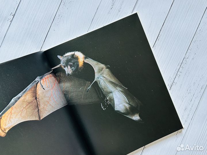 Мир дикой природы. Тропический лес