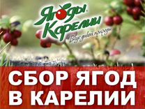 Сборщик ягод в Карелии