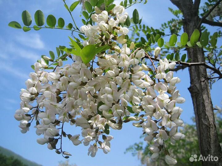 Саженцы белой акации