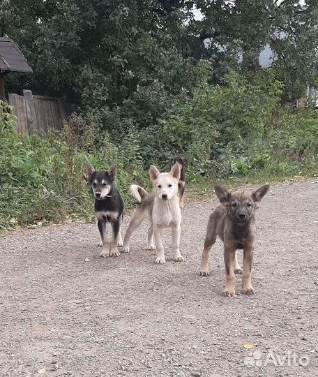 Щенки в добрые руки