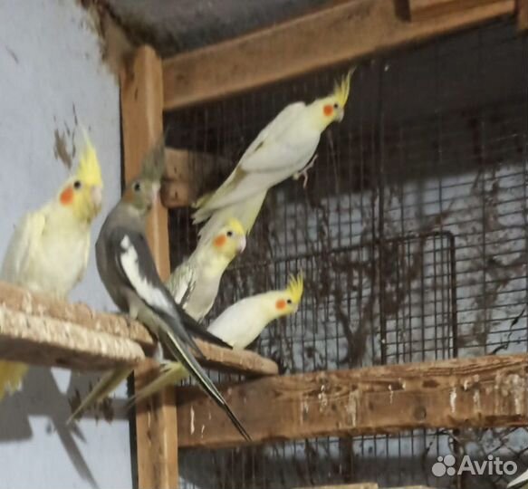 Попугайчик корела