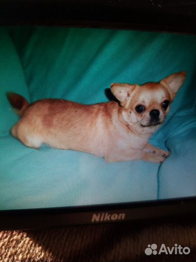 Отдам бесплатно