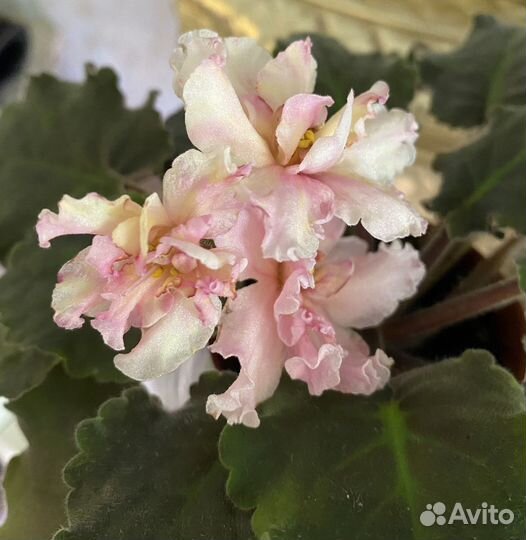 Фиалка Санкиссед Роуз