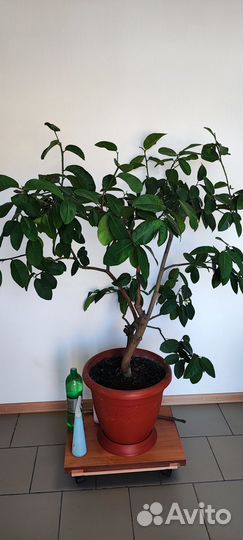 Продам лимон