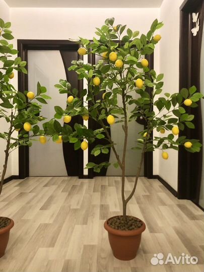 Дерево Лимон Новые