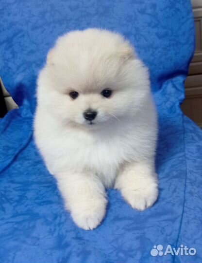 Щенки шпица