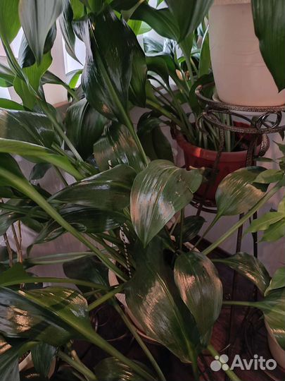 Комнатное растение