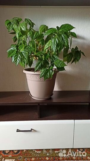 Гибискус 10 лет