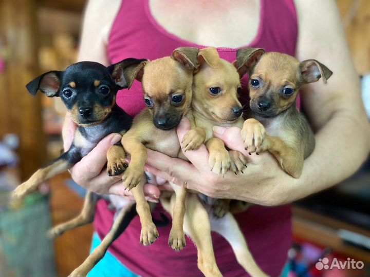 Той-терьер щенки продажа