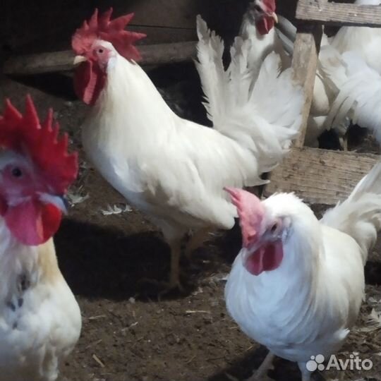 Петухи Леггорн