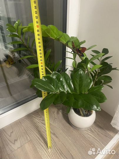 Замиокулькас