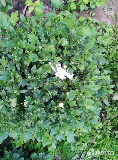 Хризантемы мультифлора