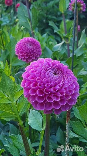 Клубни сортовых георгин