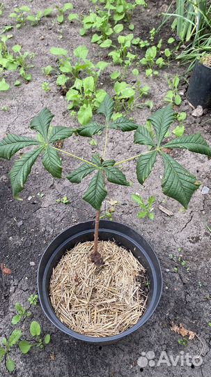 Саженцы каштана