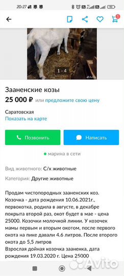 Чистопородные зааненские козочки