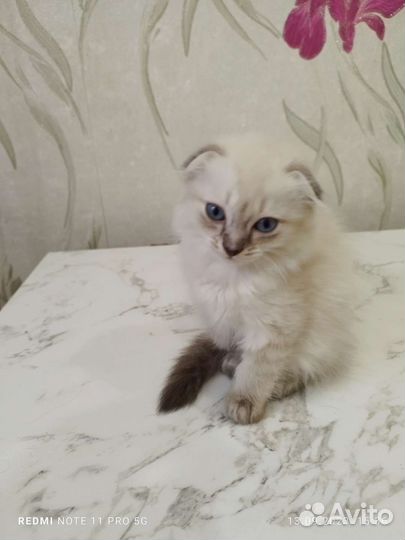 Кошки