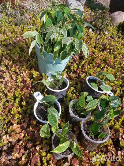 Фикус бенджамина