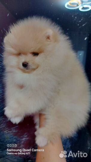 Мульти-шпиц