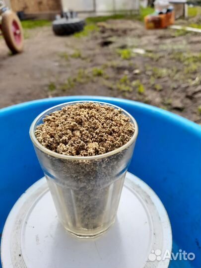 Семена полусахарной кормовой свеклы