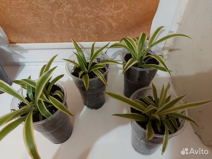 Хлорофитум