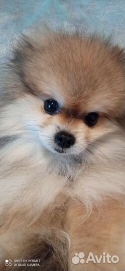 Шпиц мини мишка