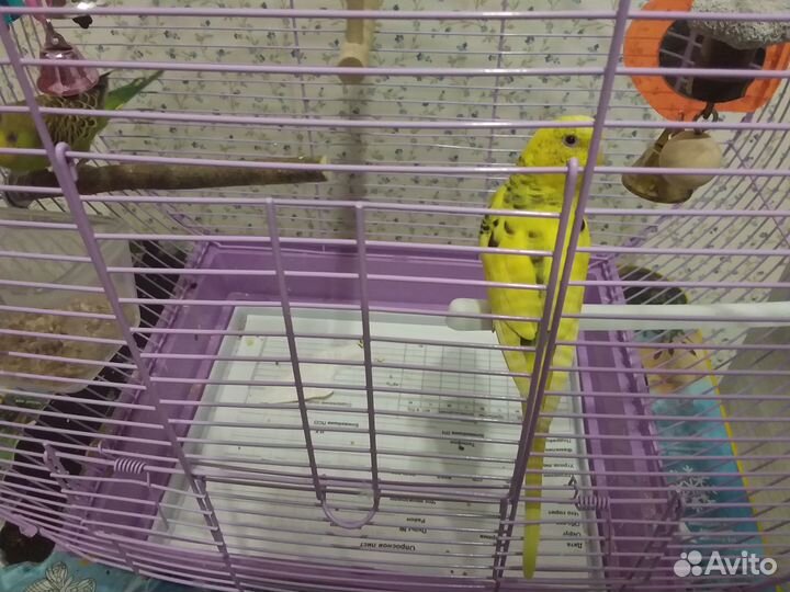 Волнистый попугай