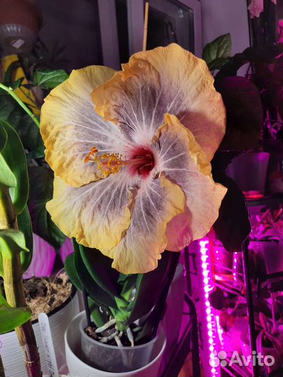 Гибискус сортовой Gabriela