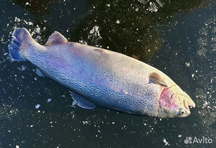 Продаю форель радужную