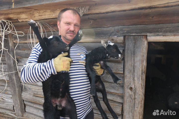 Ягнята бараны овцы молодые